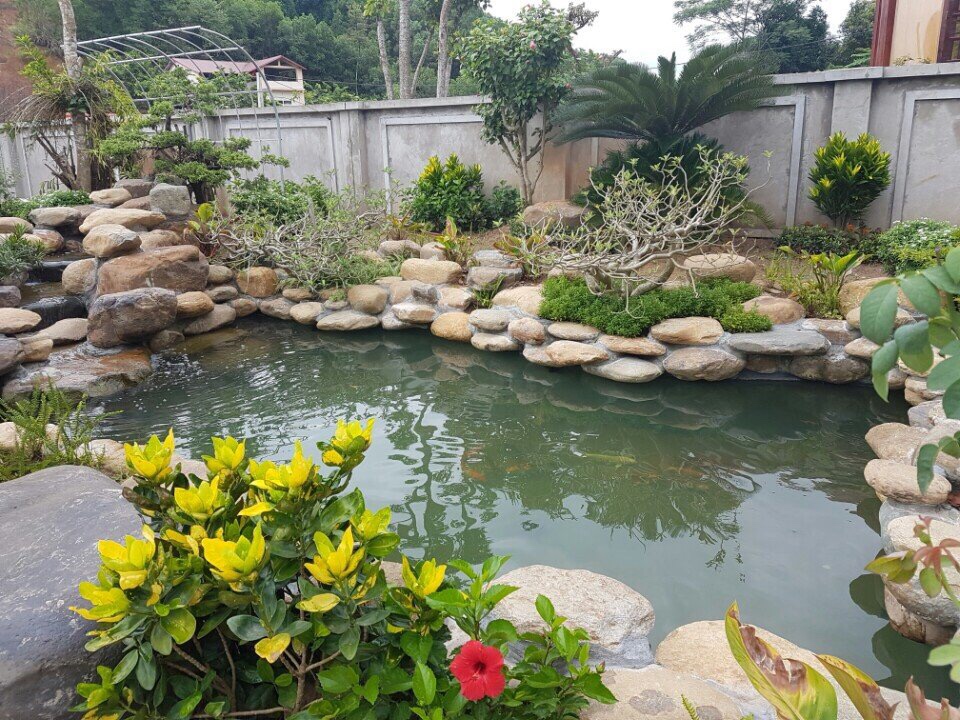 hồ cá koi sân vườn nhà phố -1